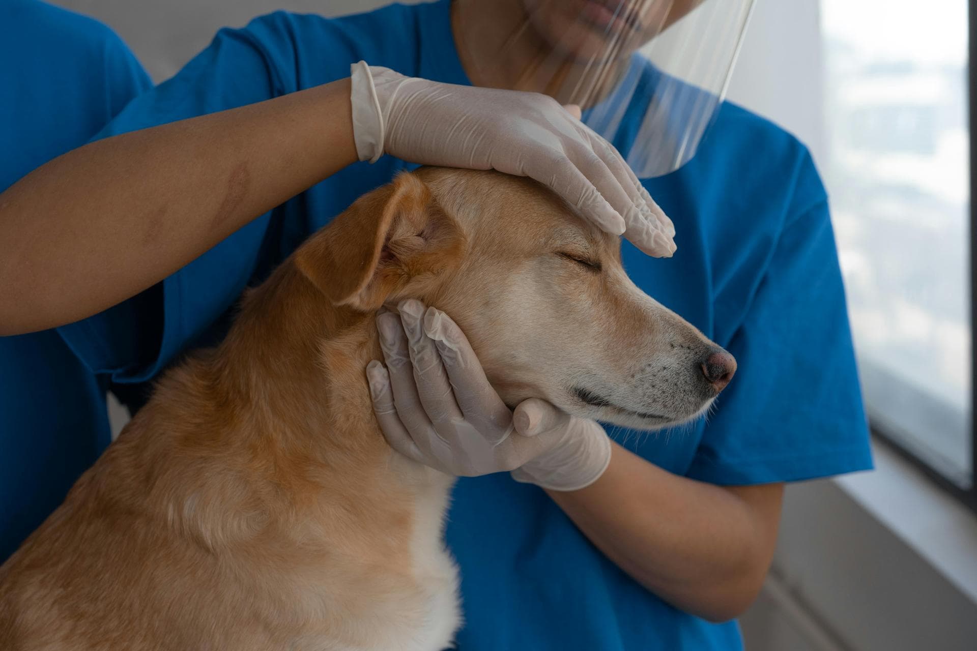 Dog & Cat Vets in Gaithersburg